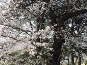 0330染井吉野web用
