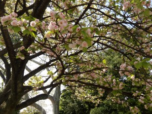 0411兼六園菊桜web用